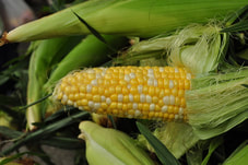 Corn on the cob
